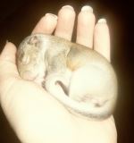 Baby Grey Squirrel