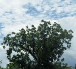 Beautiful Tree And Sky