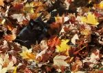 Cat In Autumn Leaves