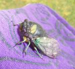 Cicada Reflecting Purple