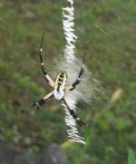 Garden Spider
