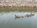 Geese At Liberty Park Marina