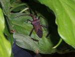 Insect