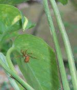 Insect On Leaf