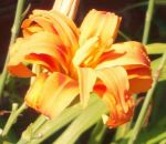 Lily
