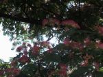 Look Through The Mimosa