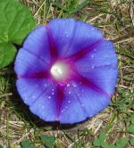 Morning Glory Flower