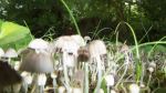 Mushroom Forest
