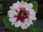 Pink And White Flower