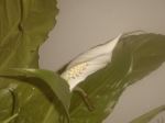 Plant With White Flowers