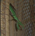 Praying Mantis