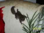 Puff The Flying Squirrel
