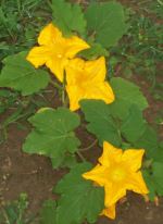 Pumkin Flowers