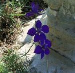 Purple Wild Flowers