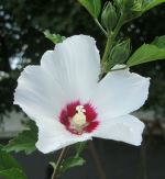 Rose Of Sharon