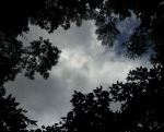 Through The Canopy