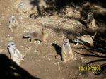 Zoo Meerkats