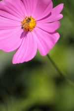 Bee In Motion