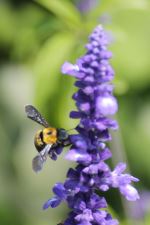 The Humming Bee