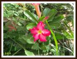 Amazing Flower