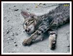 Cat On The Street
