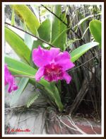 Flower In My Backyard