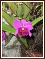 Flower In My Backyard