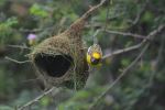 Baya Weaver In Mood