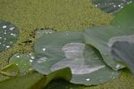 Heart On Leaf