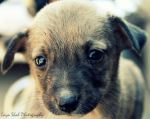 Baby Dog 