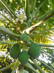Palauan Papaya