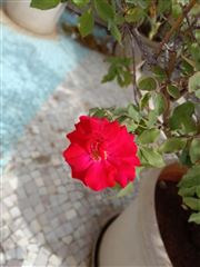 Redrose