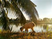 Hungry Goat