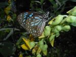Butterflys Beauty