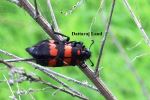 Hanging Beetle
