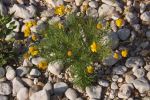 Flower In Rocks