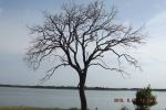 Living Tree No Leaves