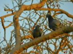 Love Birds