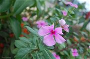 Pink Flowers 