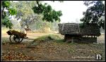 Bullock Cart And Small Hut In Village