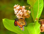 Of The Monarchs