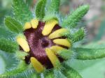Black Eyed Susan Bud