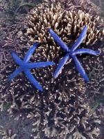 A Blue Starfish On The Reef