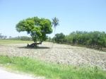 A Tree On A Greenfields