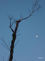 Company Of The Moon