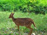 Deer In Forest