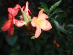Red Flower