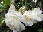 White Beauty