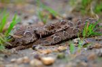 Saw Scaled Viper