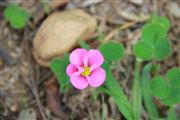 A Flower Within A Glower